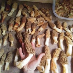 Meet your Posher, Josh